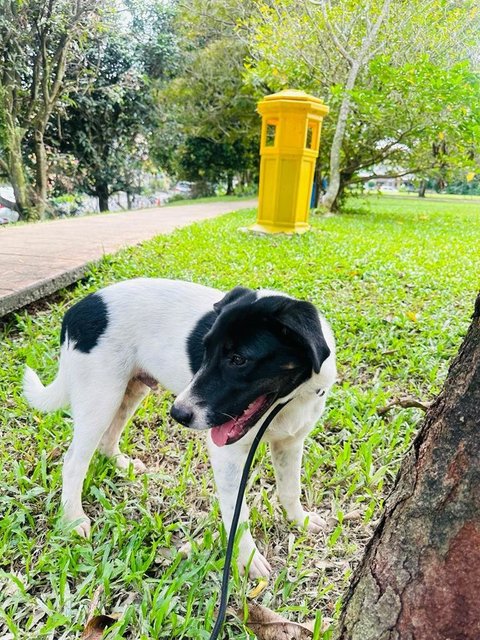 Dot Dot - English Pointer Mix Dog