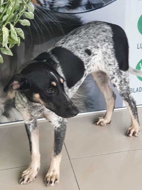 Poppy (Spayed)  - Bluetick Coonhound Mix Dog