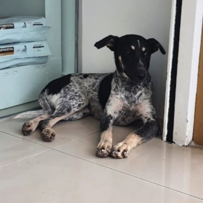 Poppy (Spayed)  - Bluetick Coonhound Mix Dog