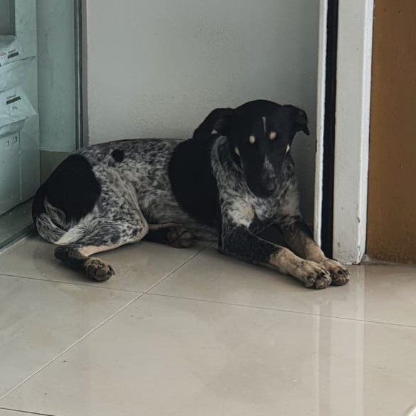 Poppy (Spayed)  - Bluetick Coonhound Mix Dog