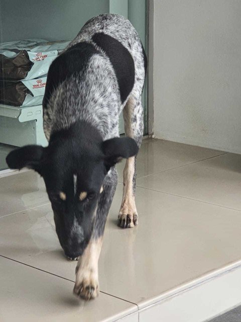 Poppy (Spayed)  - Bluetick Coonhound Mix Dog