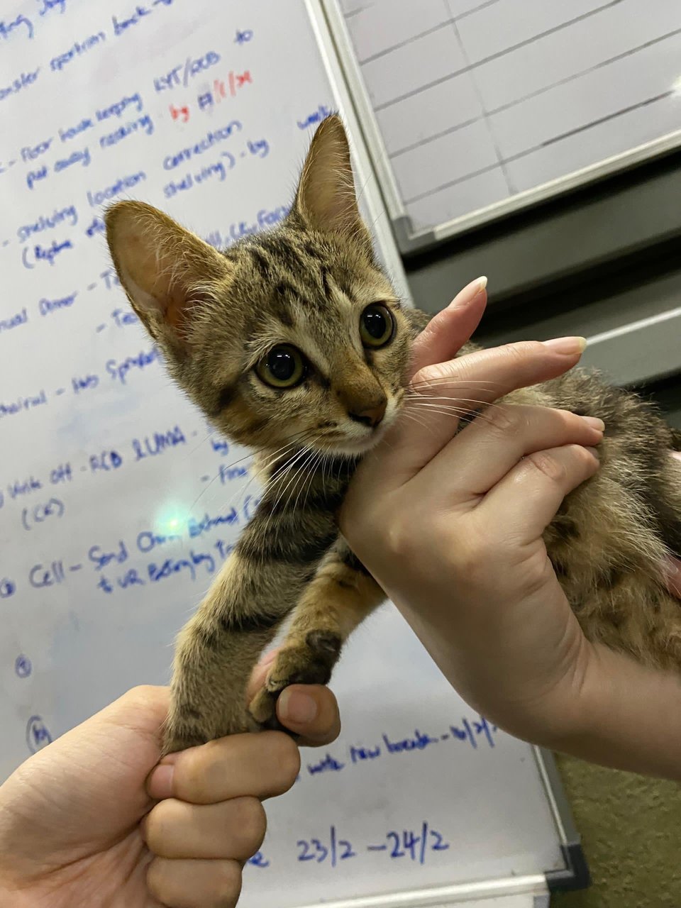 The Meows - Domestic Short Hair Cat