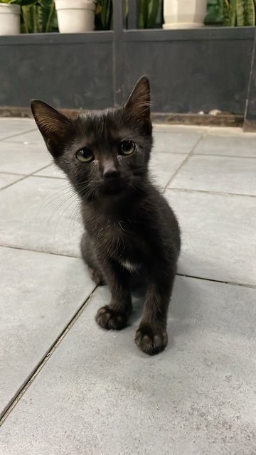 The Meows - Domestic Short Hair Cat