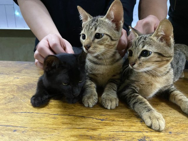 The Meows - Domestic Short Hair Cat