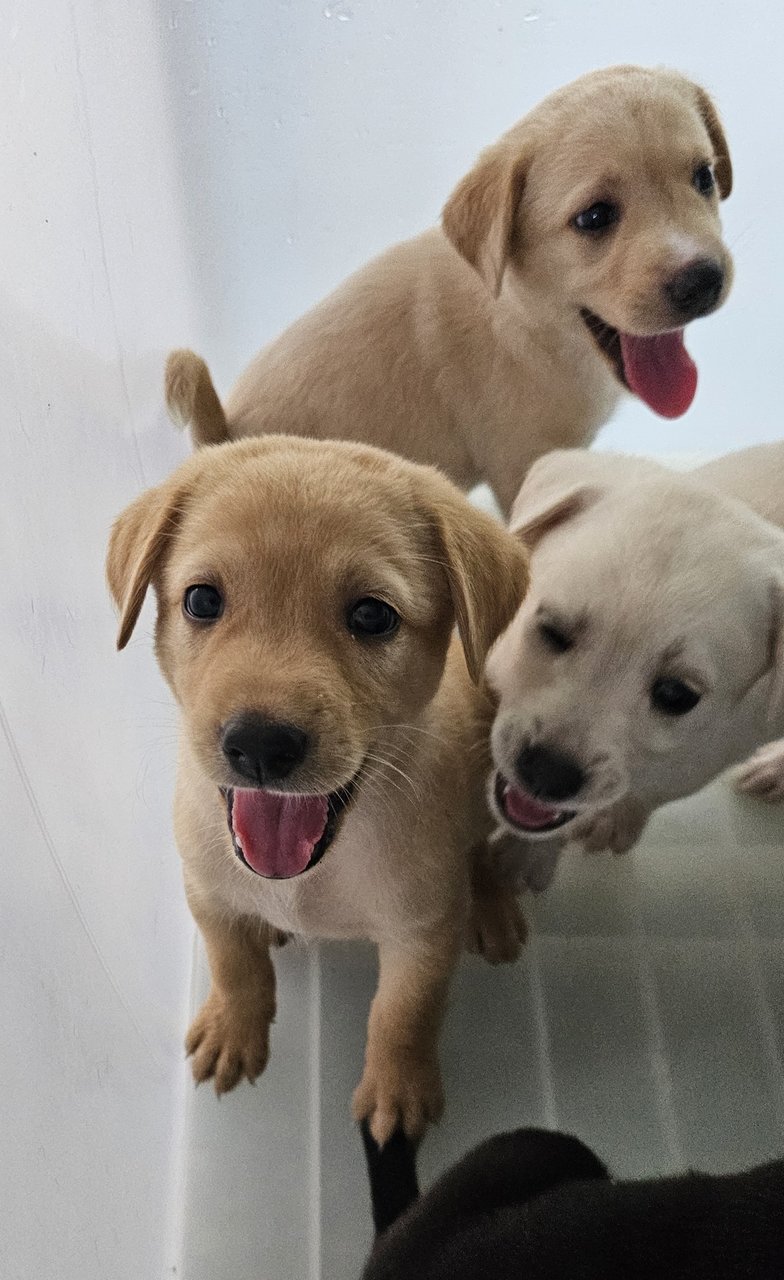 Labrador Mixed Pups - Labrador Retriever Mix Dog