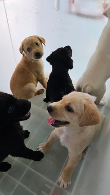 Labrador Mixed Pups - Labrador Retriever Mix Dog