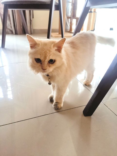 Mimie - Persian Cat