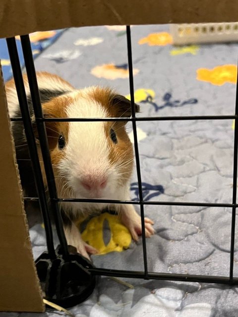 Toast &amp; Hashbrown - Guinea Pig Small & Furry