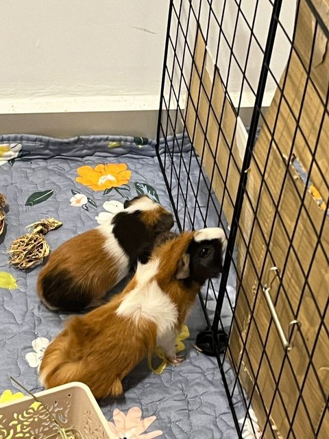 Toast &amp; Hashbrown - Guinea Pig Small & Furry