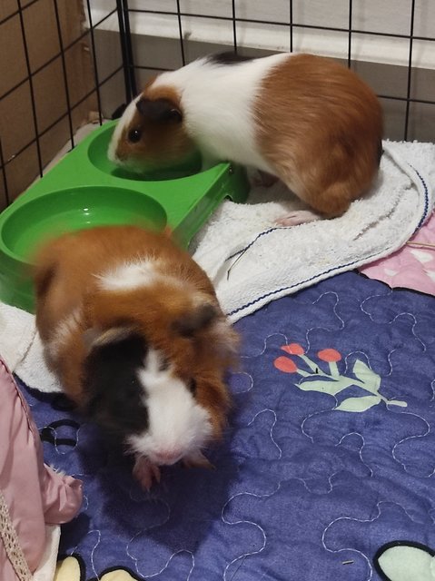 Toast &amp; Hashbrown - Guinea Pig Small & Furry