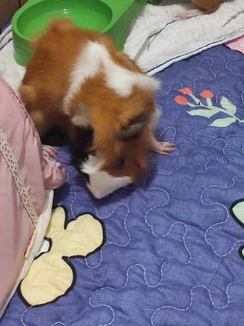 Toast &amp; Hashbrown - Guinea Pig Small & Furry