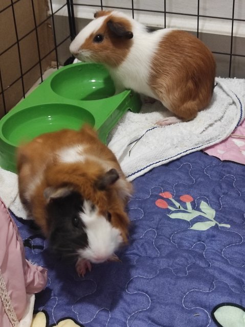 Toast &amp; Hashbrown - Guinea Pig Small & Furry