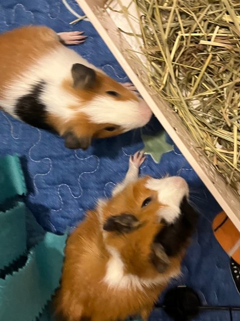 Toast &amp; Hashbrown - Guinea Pig Small & Furry