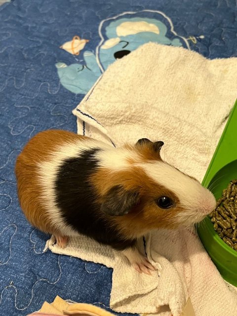 Toast &amp; Hashbrown - Guinea Pig Small & Furry