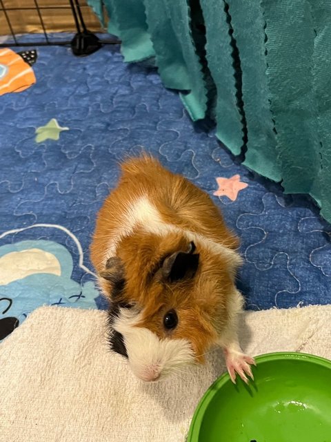 Toast &amp; Hashbrown - Guinea Pig Small & Furry