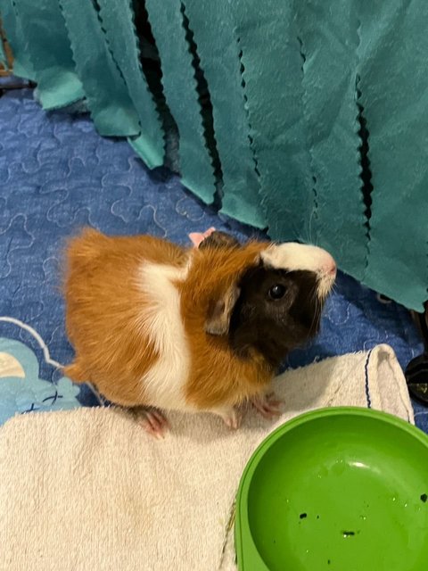 Toast &amp; Hashbrown - Guinea Pig Small & Furry