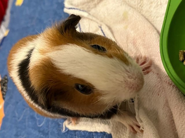 Toast &amp; Hashbrown - Guinea Pig Small & Furry