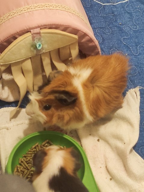 Toast &amp; Hashbrown - Guinea Pig Small & Furry