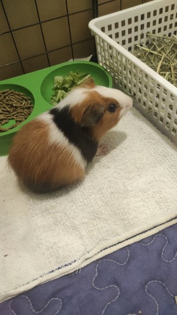 Toast &amp; Hashbrown - Guinea Pig Small & Furry