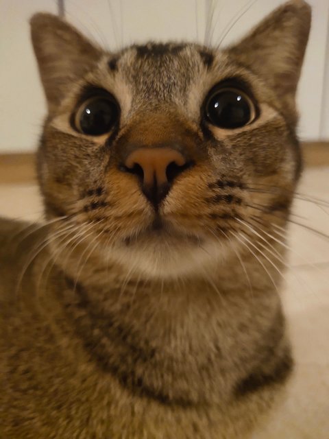 Toffee &amp; Truffle - Domestic Short Hair Cat