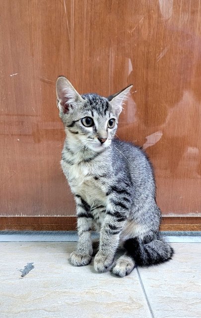 Totoro - Domestic Short Hair Cat