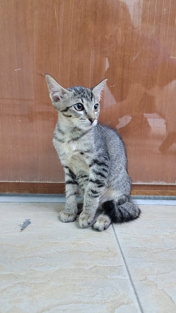 Totoro❤️ - Domestic Short Hair Cat