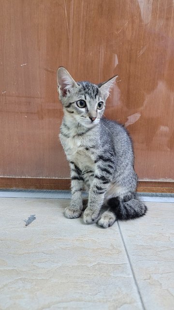 Totoro❤️ - Domestic Short Hair Cat