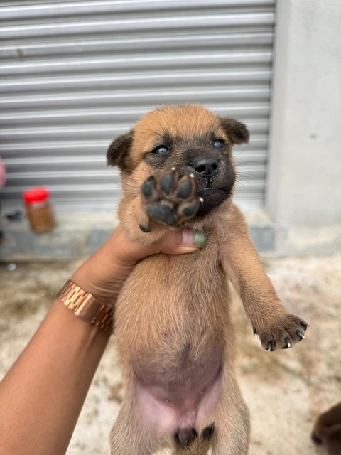 Stella🤎 - Mixed Breed Dog