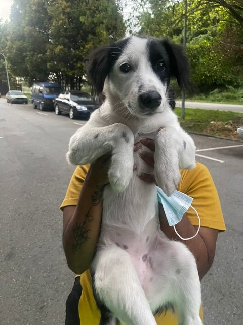 Snowy 😍 - Mixed Breed Dog