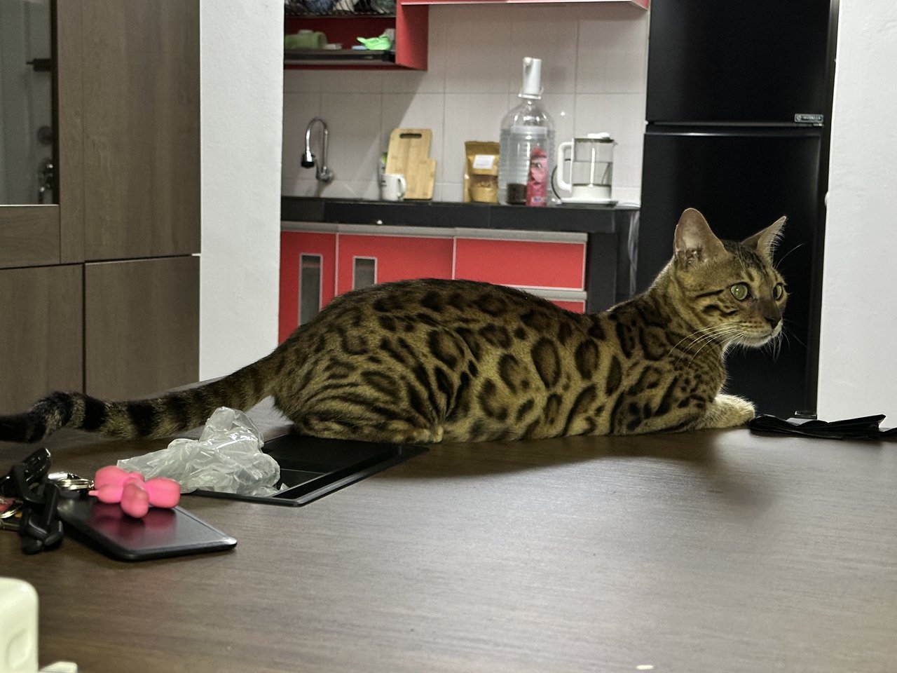 Gucci - Bengal Cat