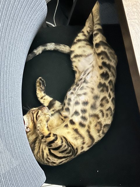 Gucci - Bengal Cat