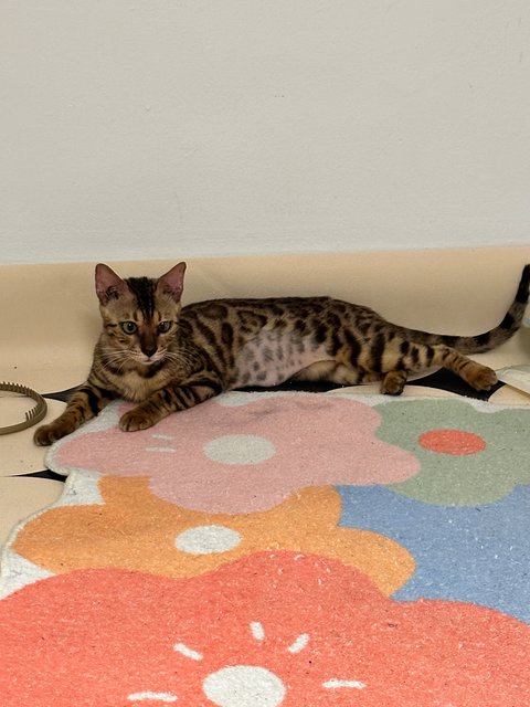 Gucci - Bengal Cat