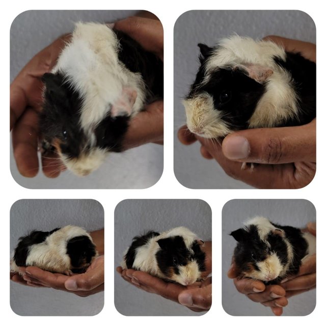 Mushu And Friends - Guinea Pig Small & Furry