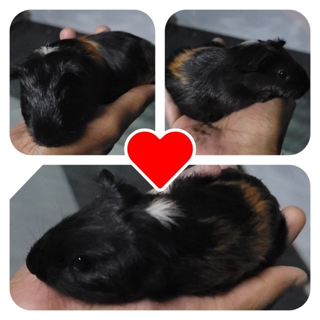 Mushu And Friends - Guinea Pig Small & Furry