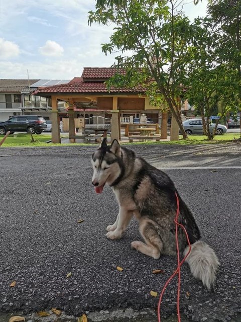 Yuri - Husky Dog