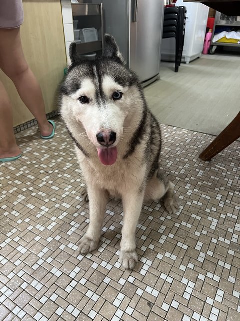 Yuri - Husky Dog