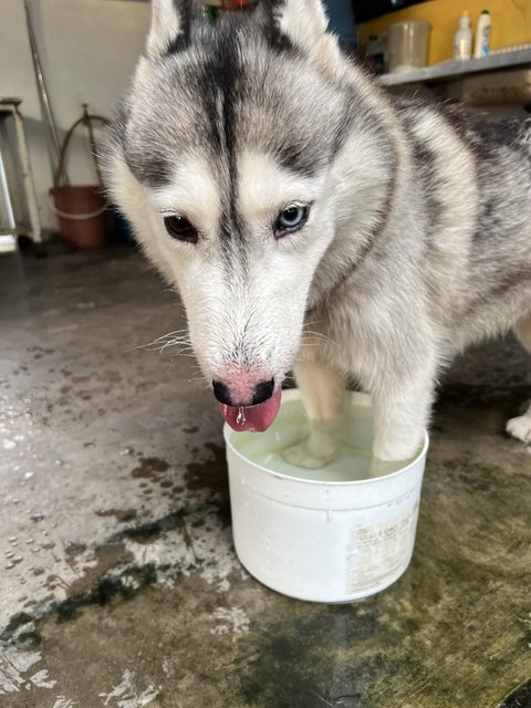 Yuri - Husky Dog