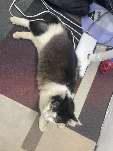 Cat Found - Domestic Long Hair Cat