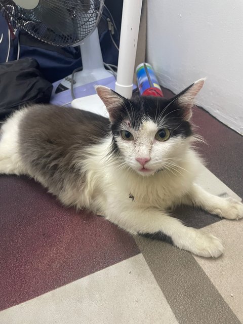 Cat Found - Domestic Long Hair Cat