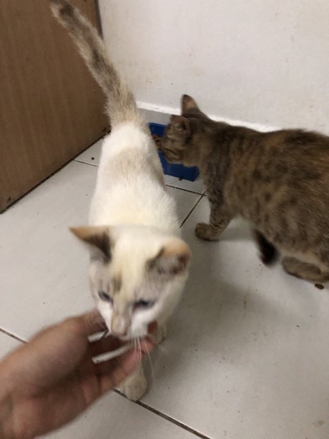 Niki And Riki - Siamese + Domestic Short Hair Cat