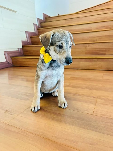 Nicole  - Anatolian Shepherd Mix Dog