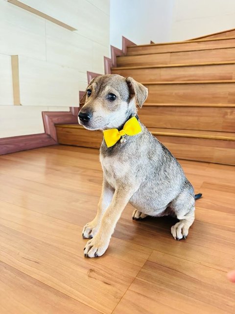 Nicole  - Anatolian Shepherd Mix Dog