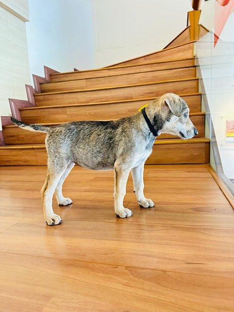 Nicole  - Anatolian Shepherd Mix Dog