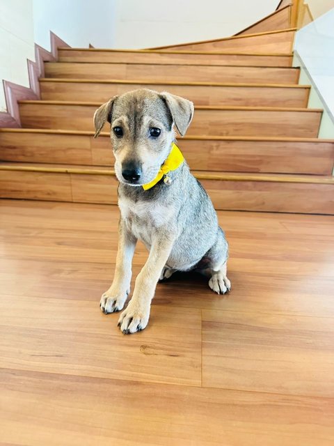 Nicole  - Anatolian Shepherd Mix Dog