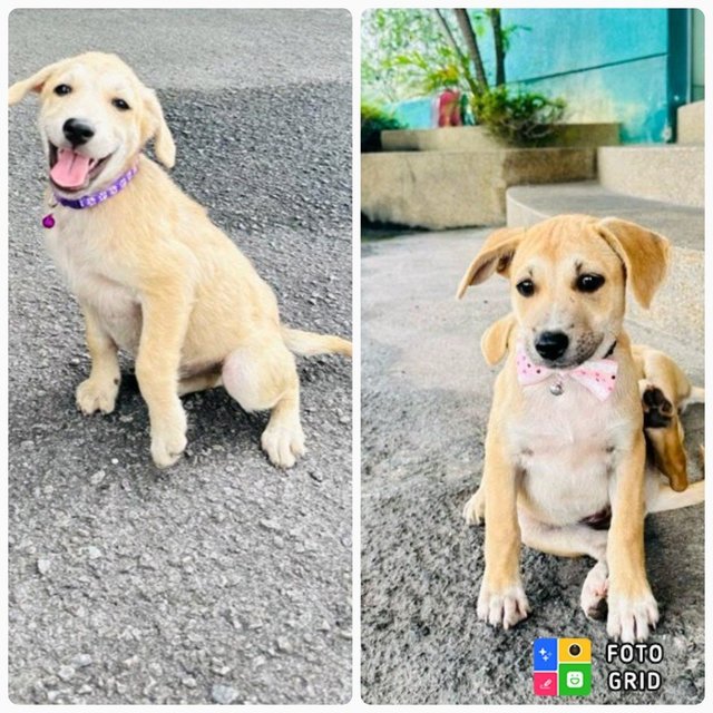 Rina &amp; Rona - Labrador Retriever Mix Dog