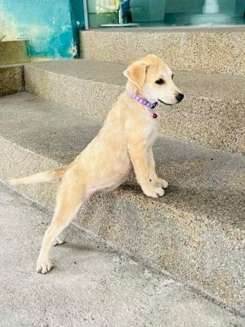 Rina &amp; Rona - Labrador Retriever Mix Dog