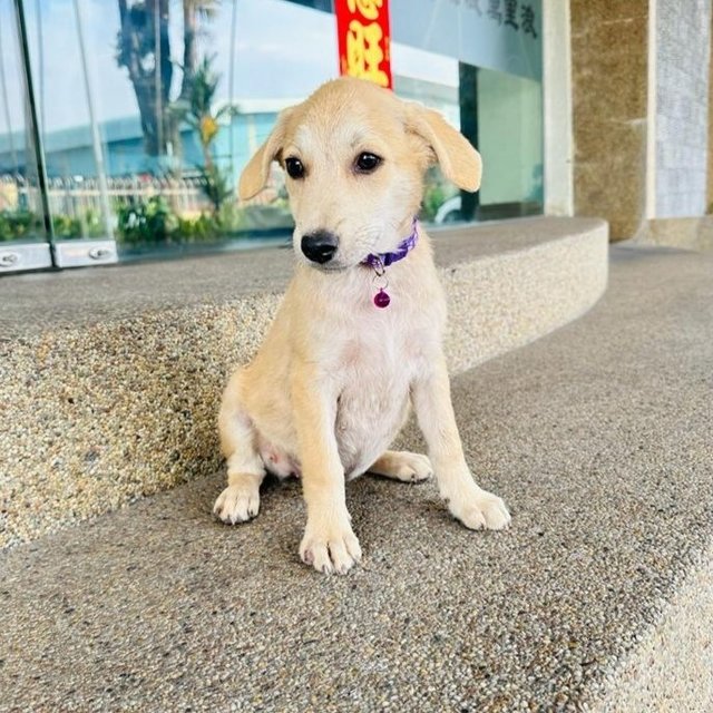 Rina &amp; Rona - Labrador Retriever Mix Dog