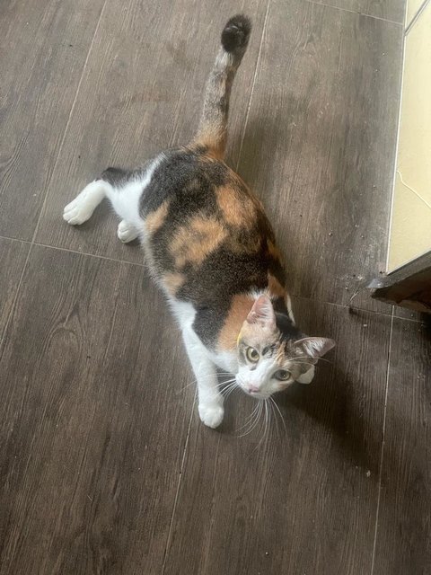 Taffy - Domestic Short Hair Cat