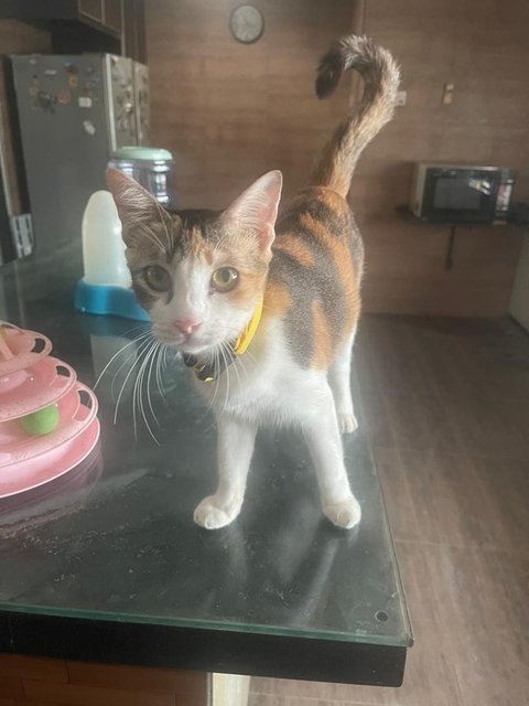 Taffy - Domestic Short Hair Cat