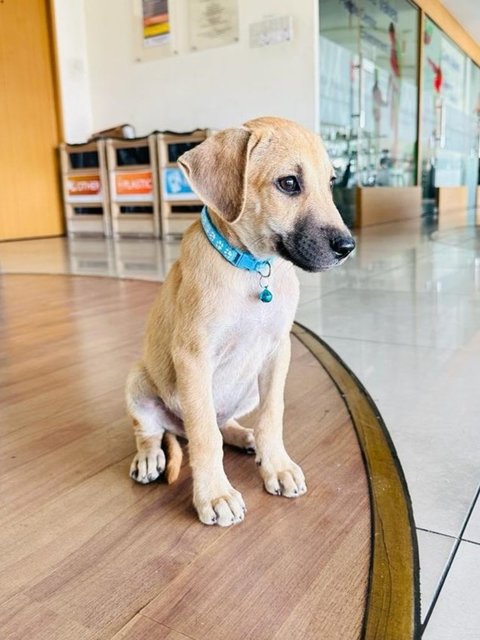 Benny &amp; Bobby - Labrador Retriever + Black Mouth Cur Dog